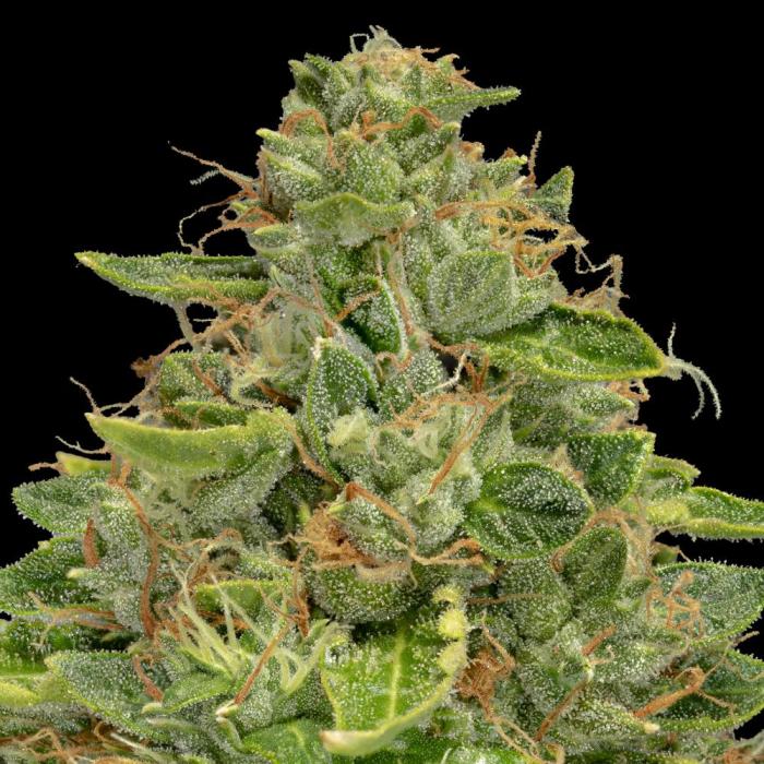 Вкладення 11583514_bd4afce0a2c223bbd44eb0d41b5faeca_l.jpg